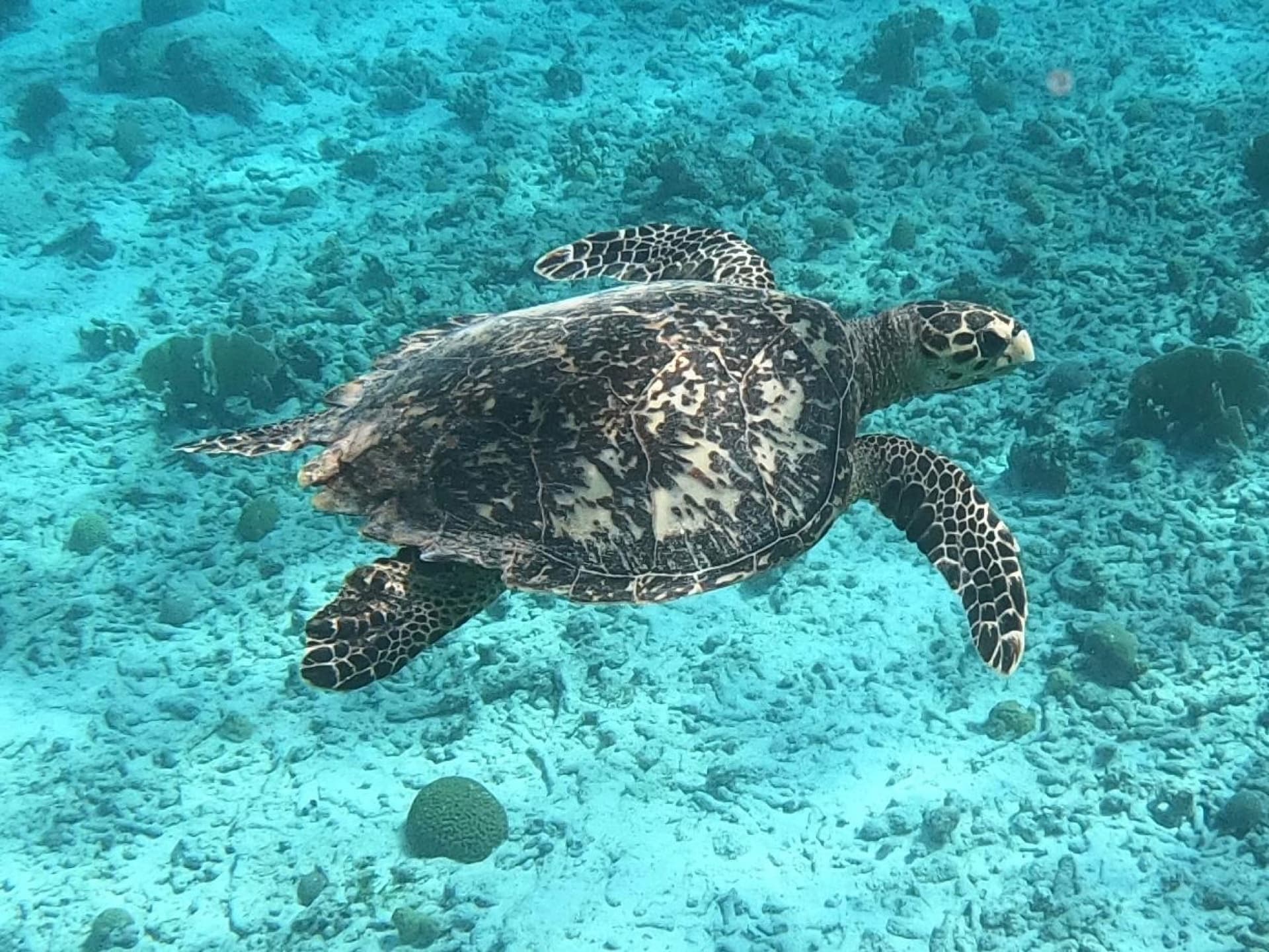 Tortuga di laman