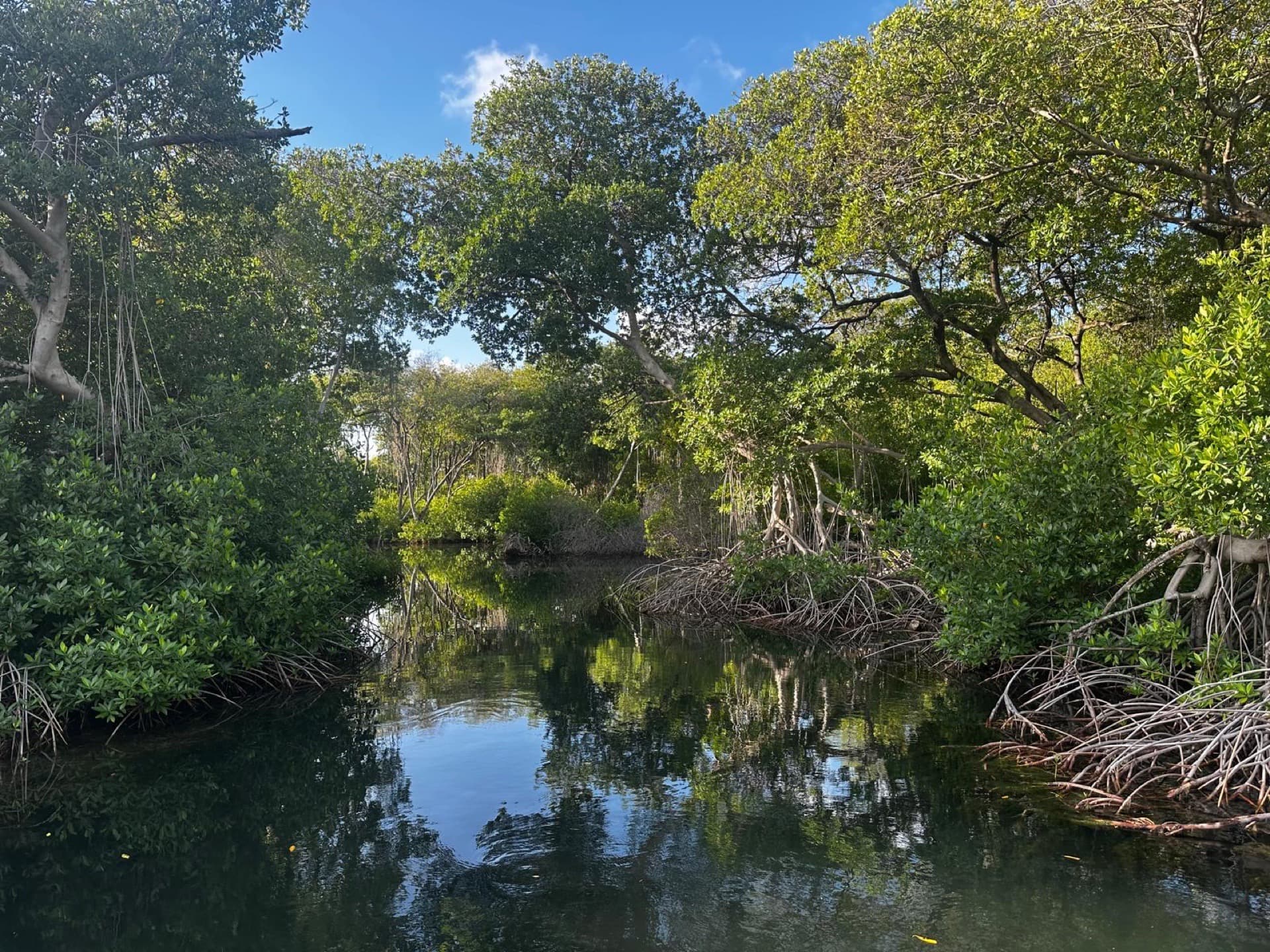 Curaçao's Mangrove Parks