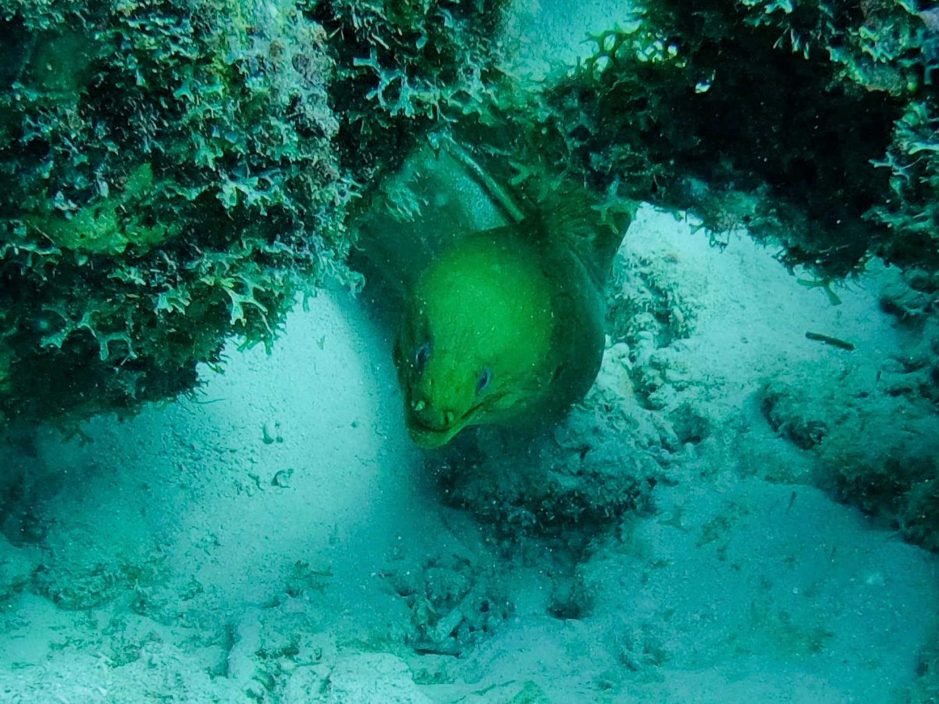 Diving in Curaçao