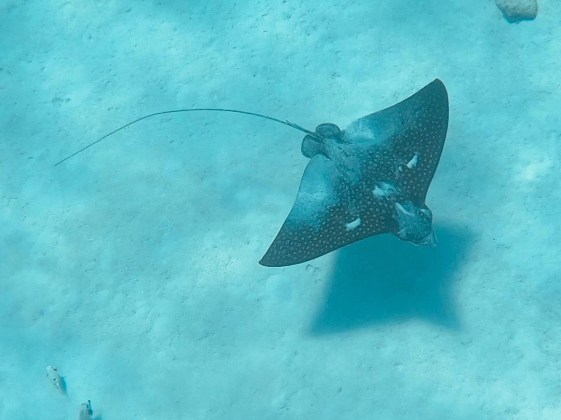 Aquila di mare maculata