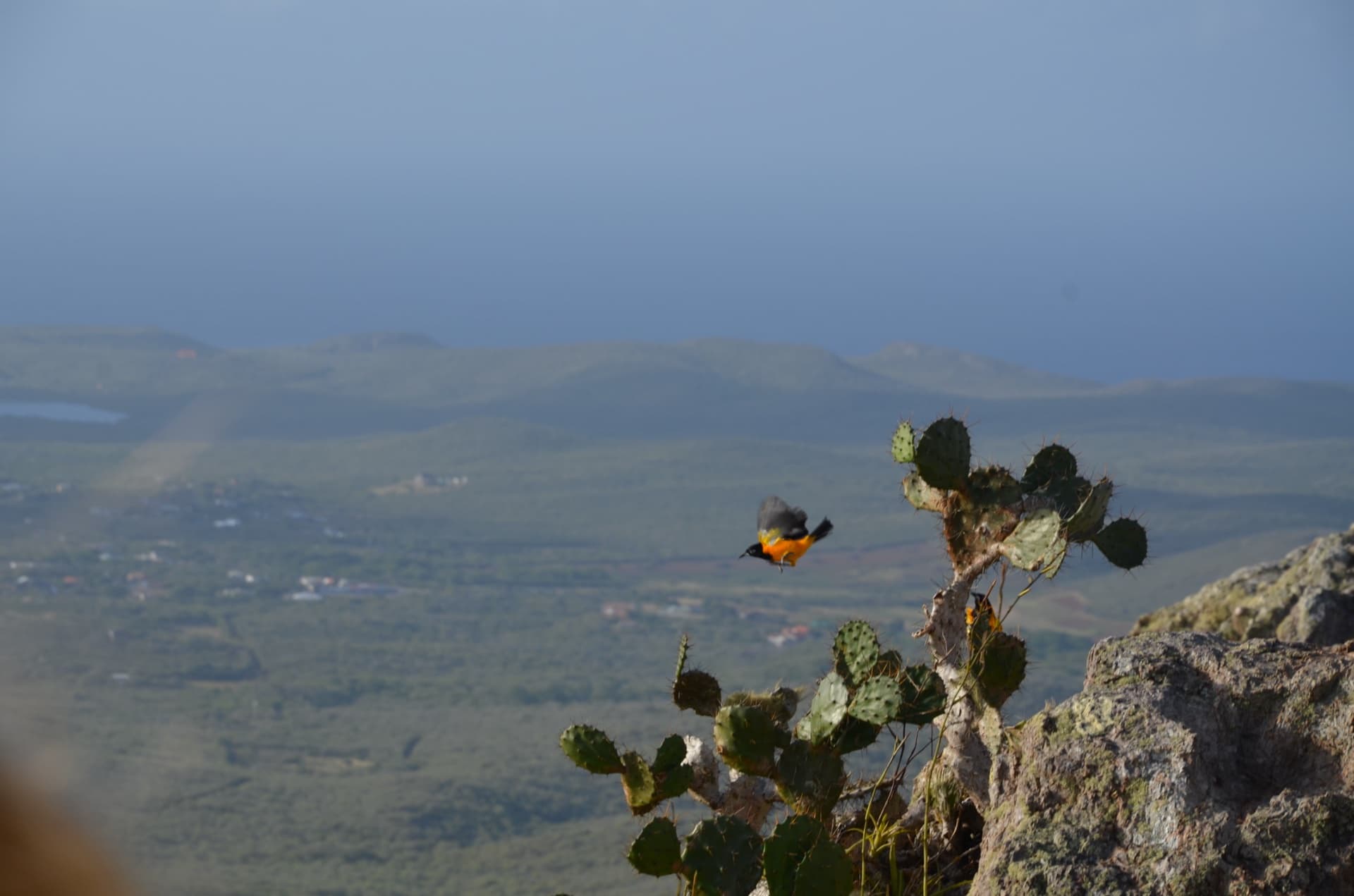 The Cactus Landscape