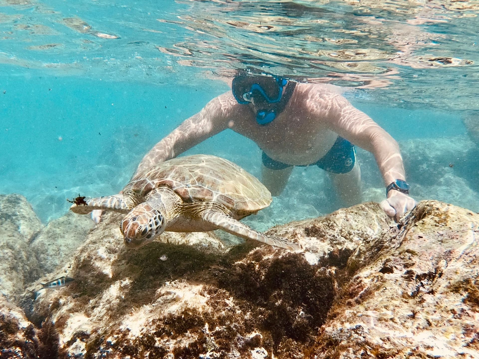 Sea turtle