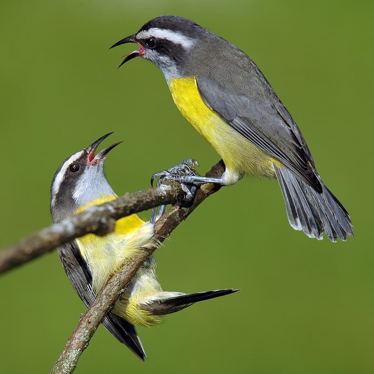 Bananaquit (Coereba flaveola)
