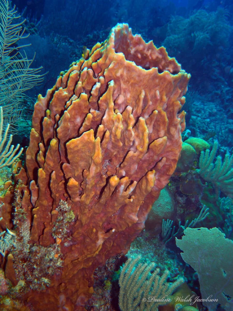 Giant Barrel Sponge (Xestospongia muta)