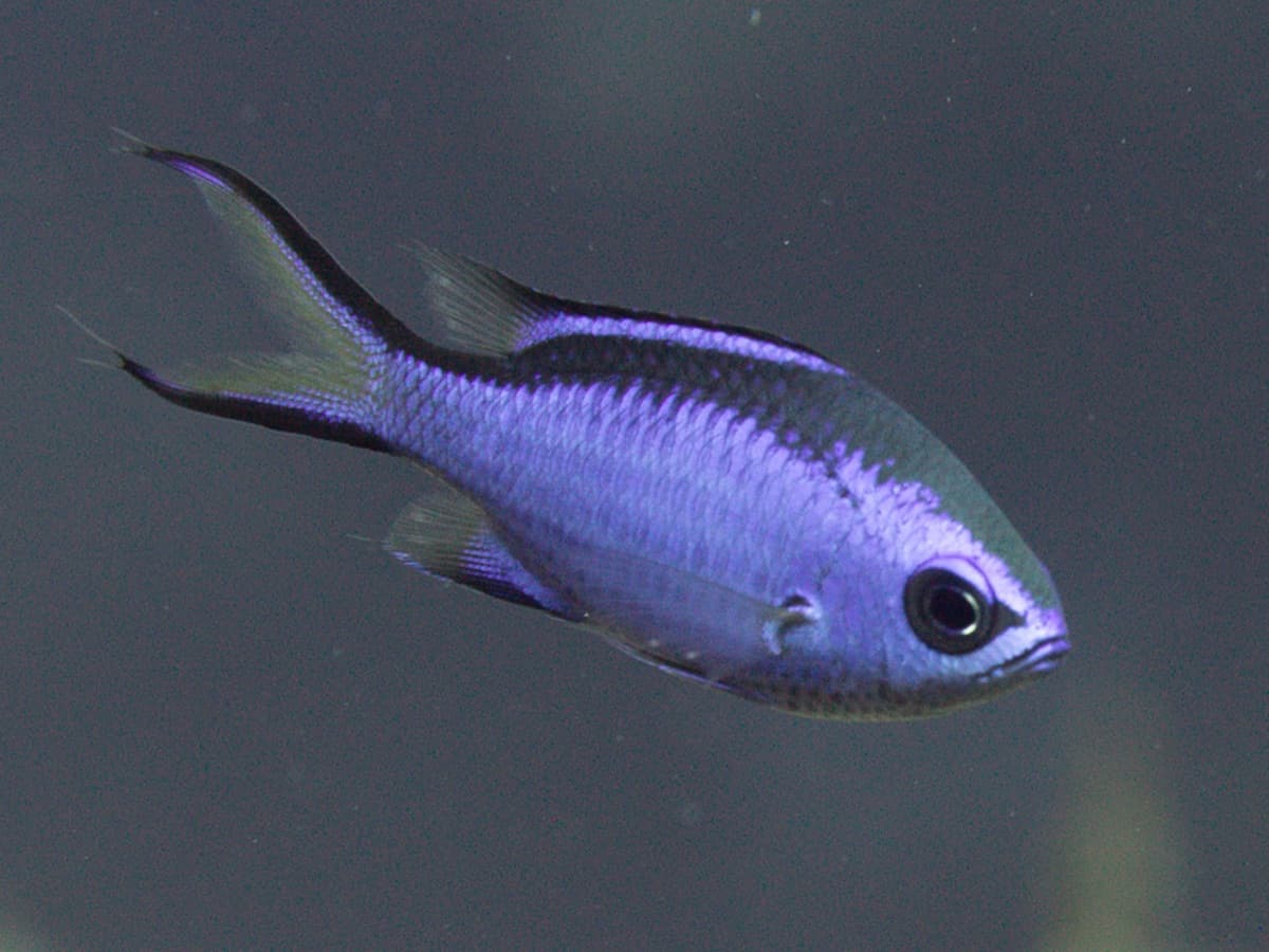 Blue Chromis (Chromis cyanea)