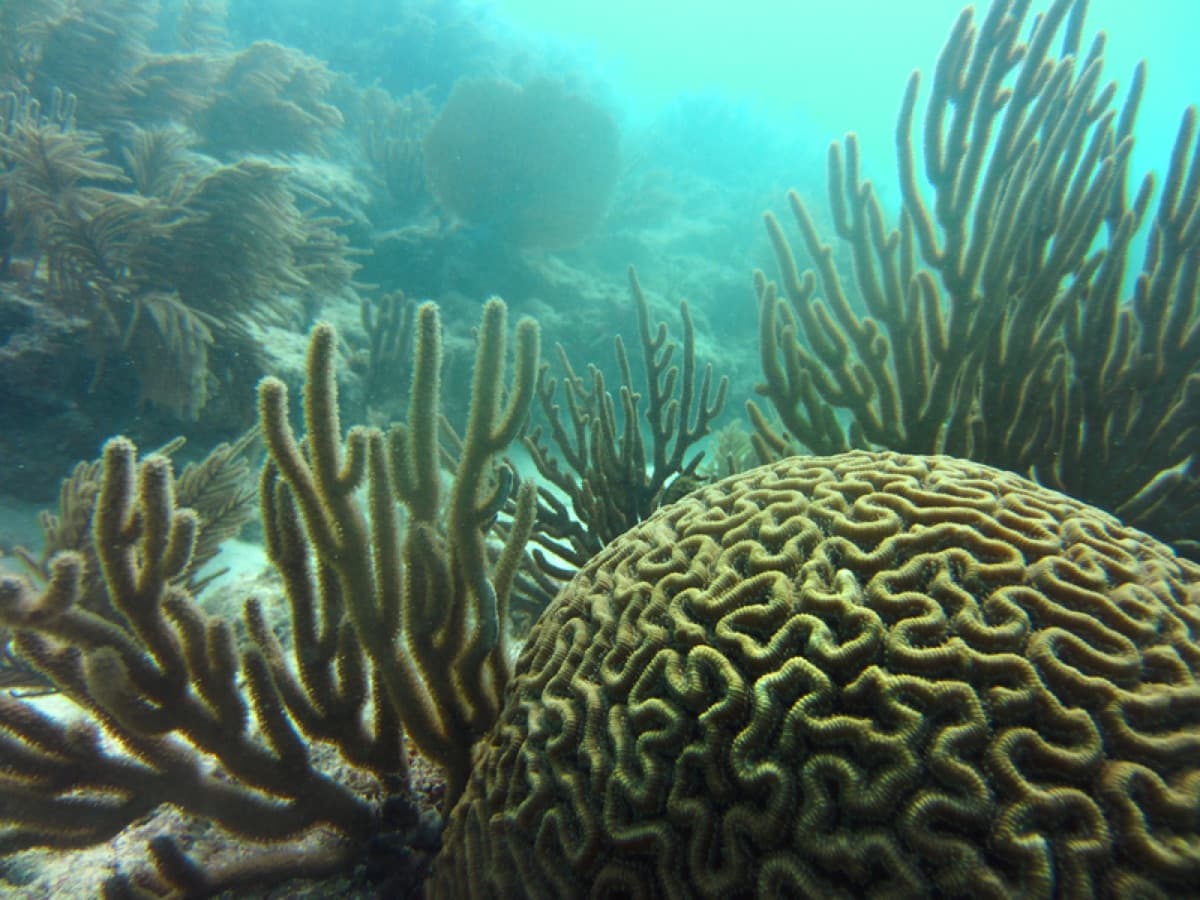 Brain Coral (Diploria labyrinthiformis)