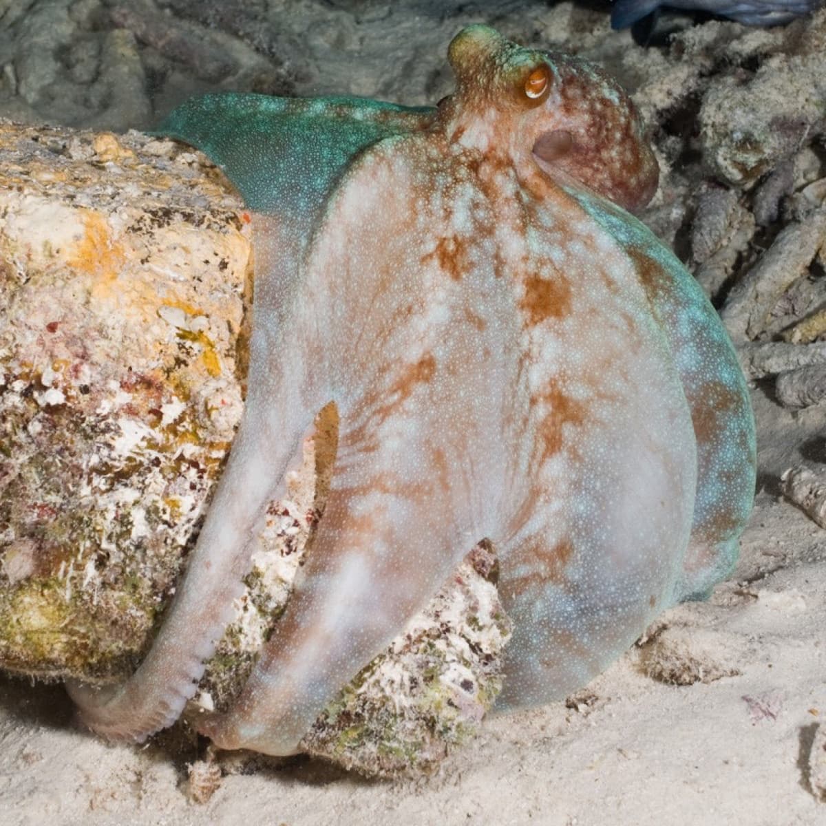Caribbean Reef Octopus (Octopus briareus)
