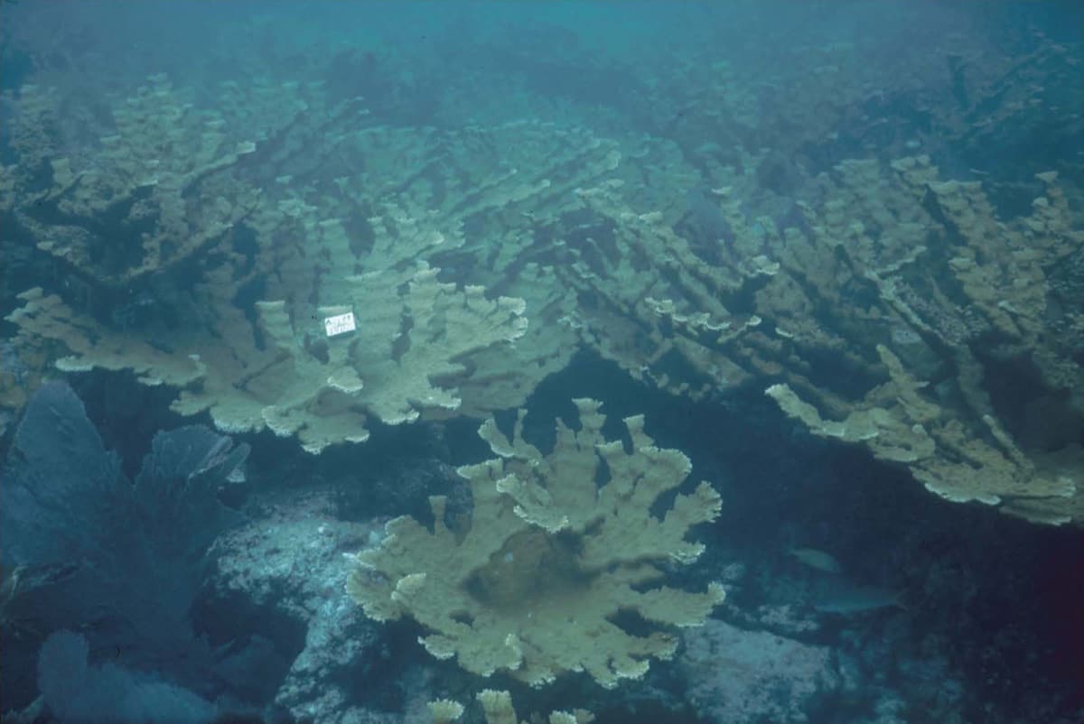 Elkhorn Coral (Acropora palmata)