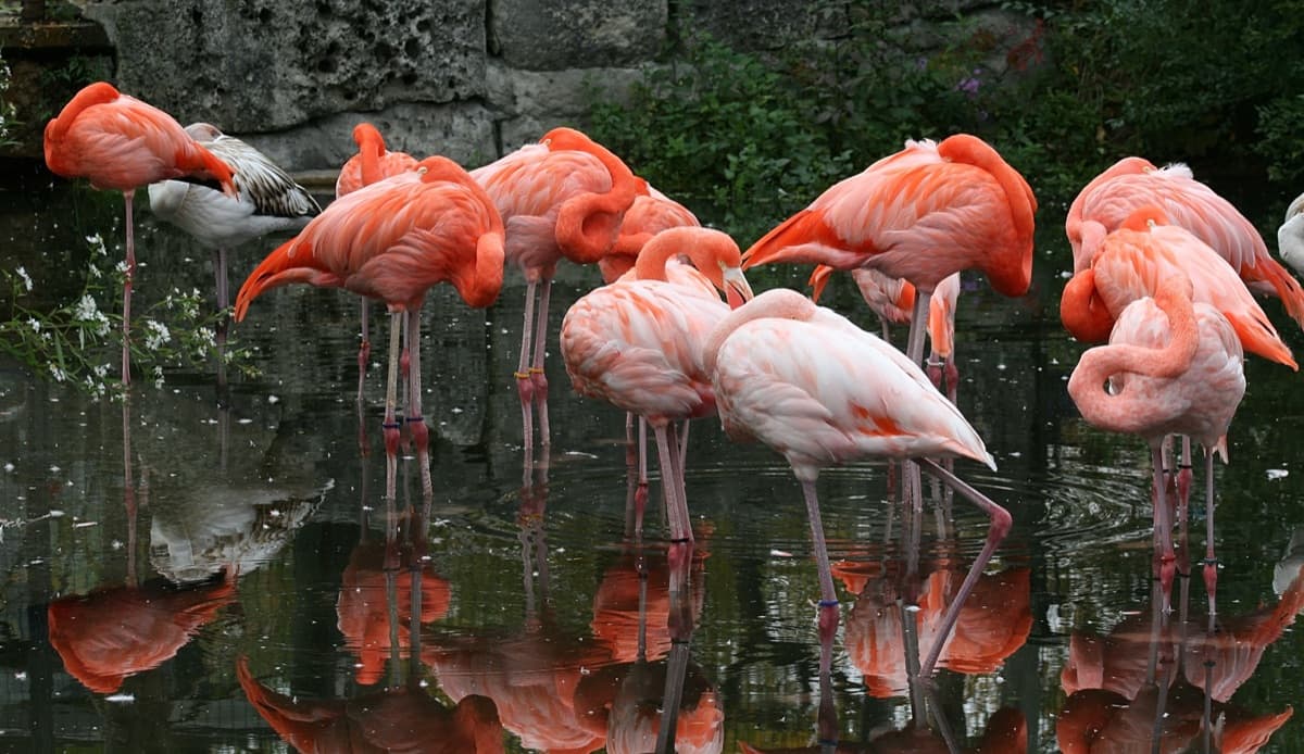 Caribbean Flamingo (Phoenicopterus ruber)