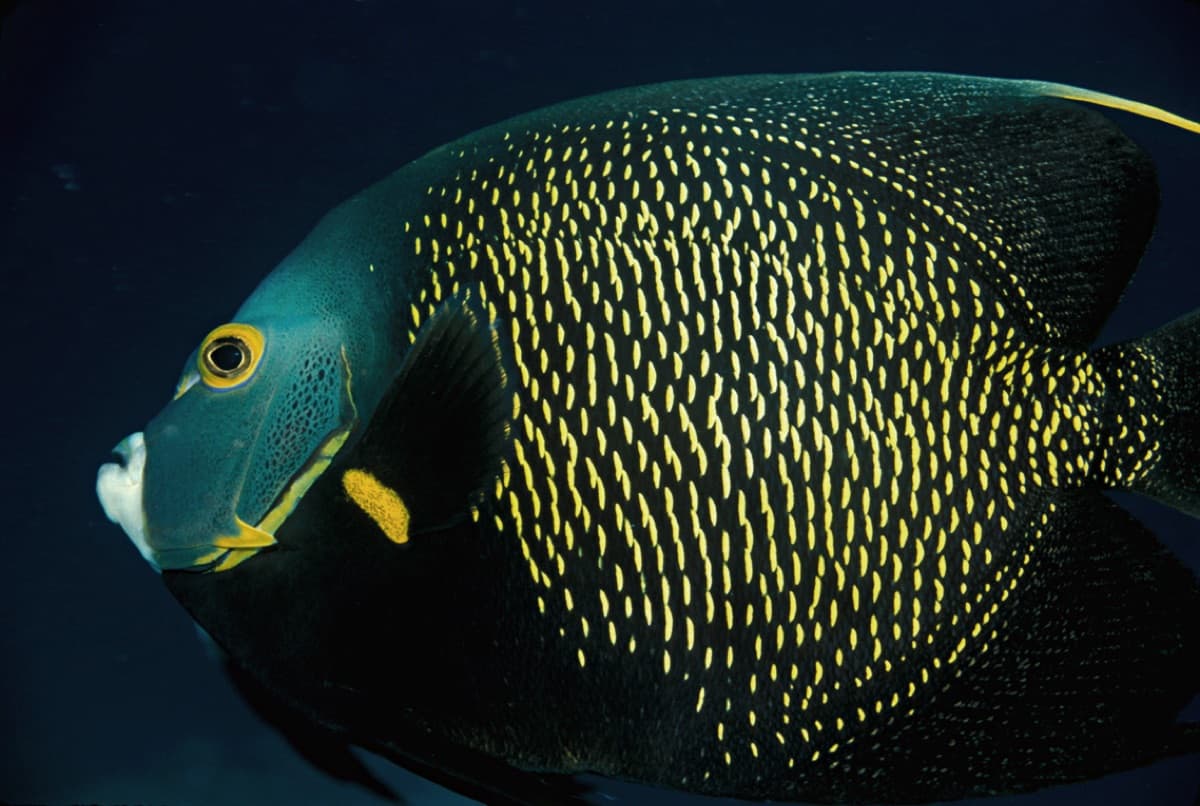 French Angelfish (Pomacanthus paru)