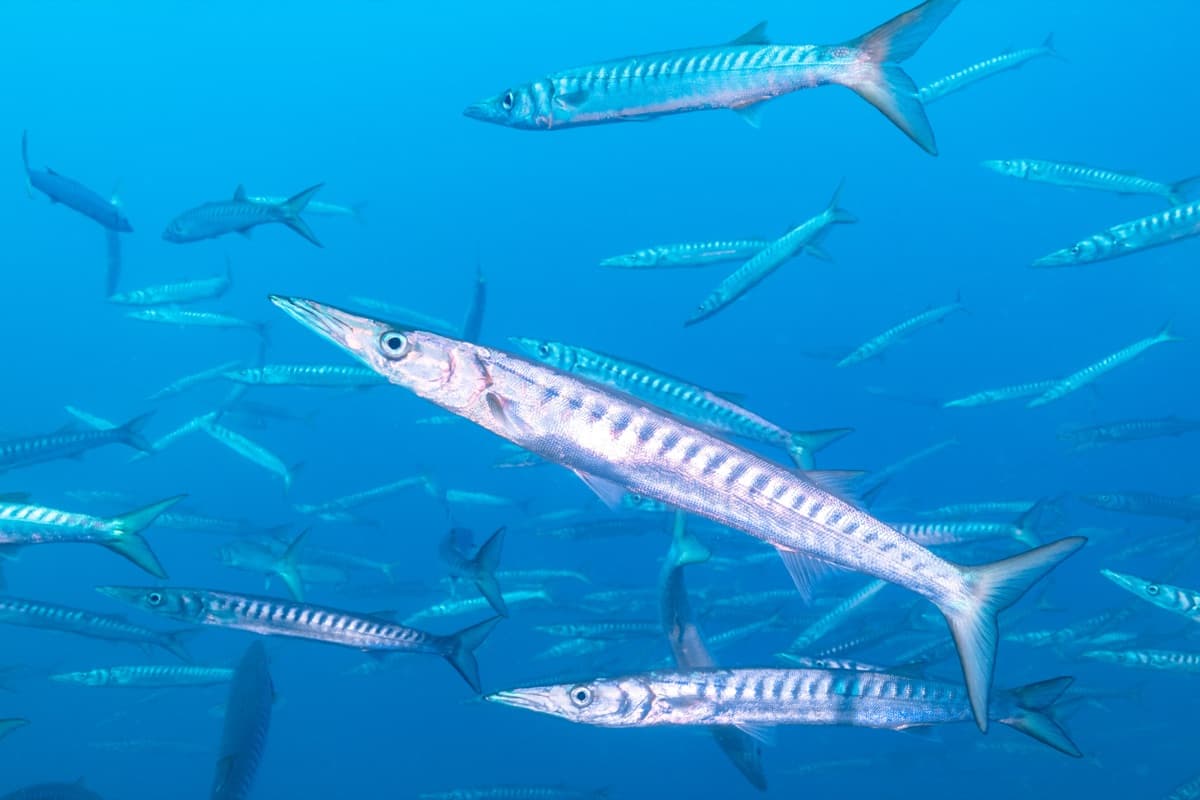 Great Barracuda (Sphyraena barracuda)