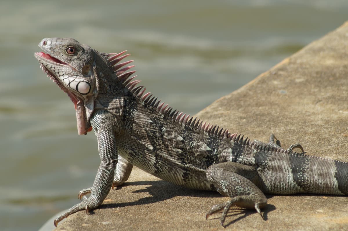 Green Iguana (Iguana iguana)