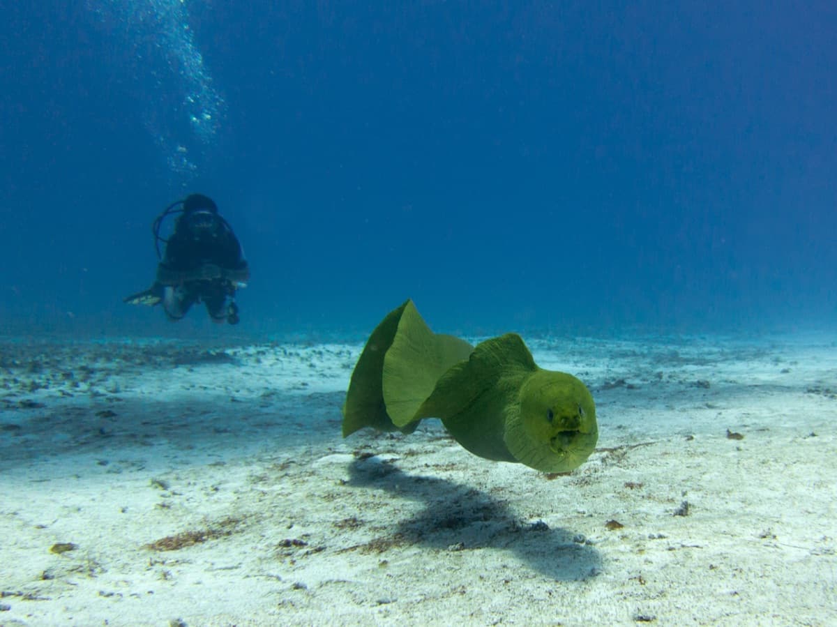 Green Moray Eel (Gymnothorax funebris)