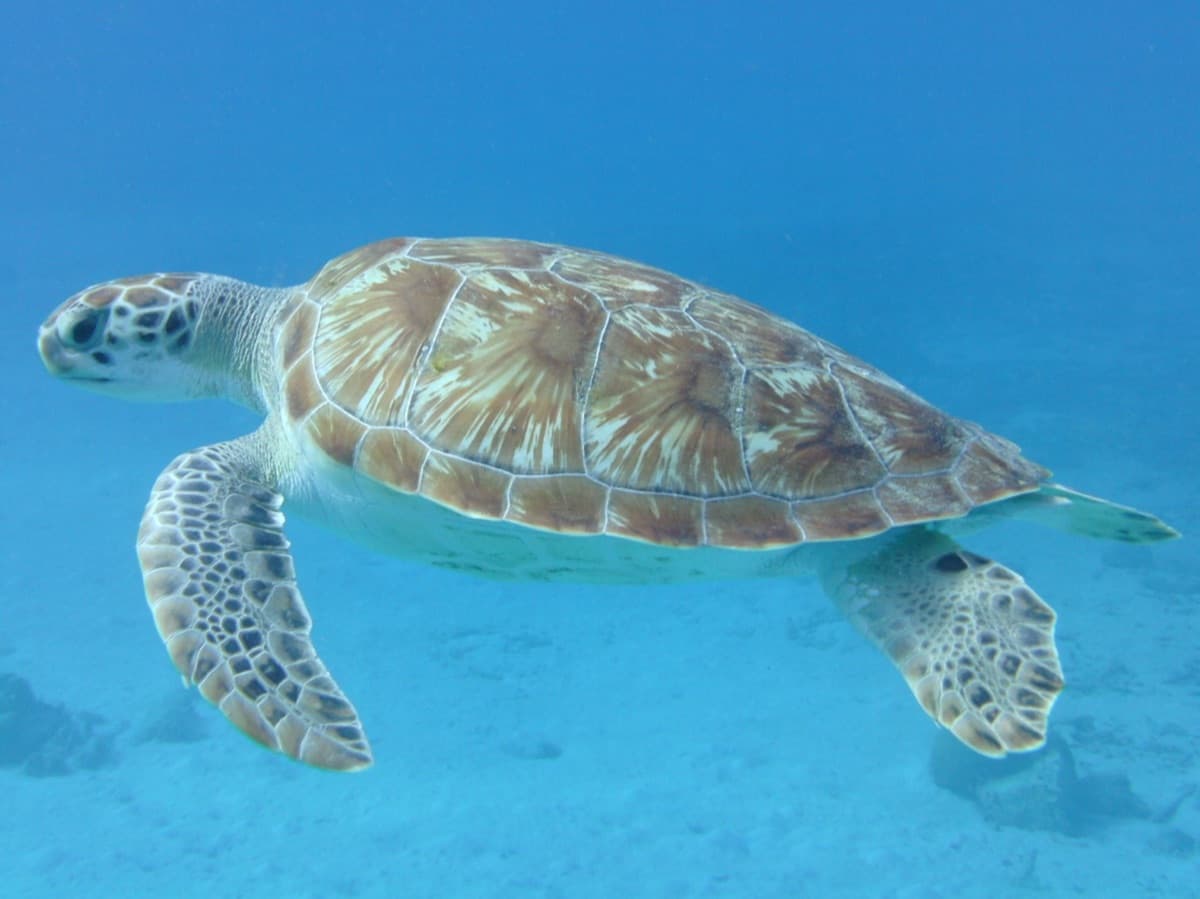 Green Sea Turtle (Chelonia mydas)