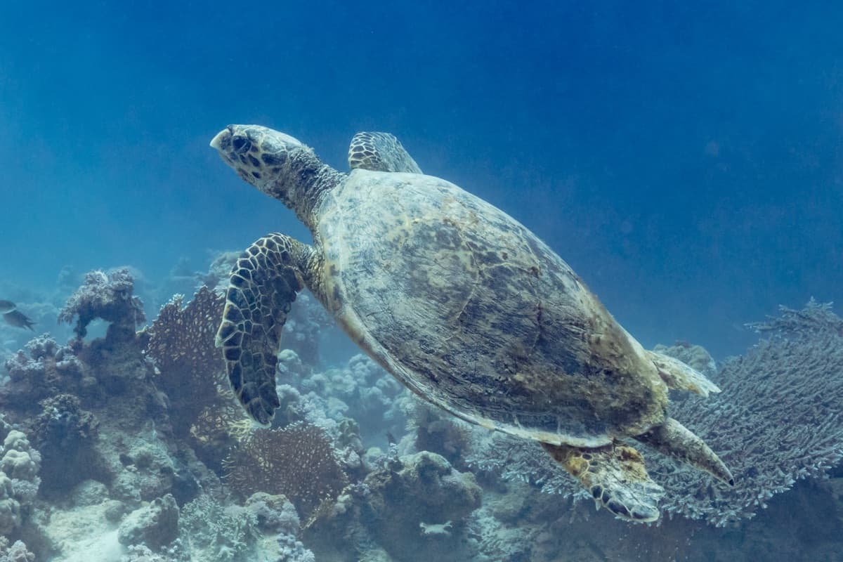 Hawksbill Turtle (Eretmochelys imbricata)
