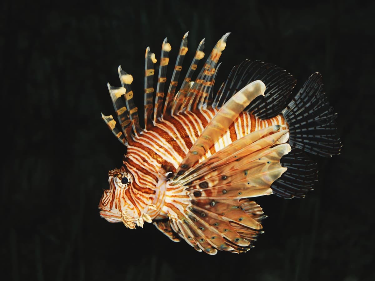 Lionfish (Pterois volitans) — The Invasive Threat