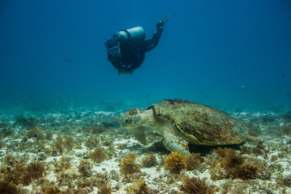 Loggerhead Turtle (Caretta caretta)