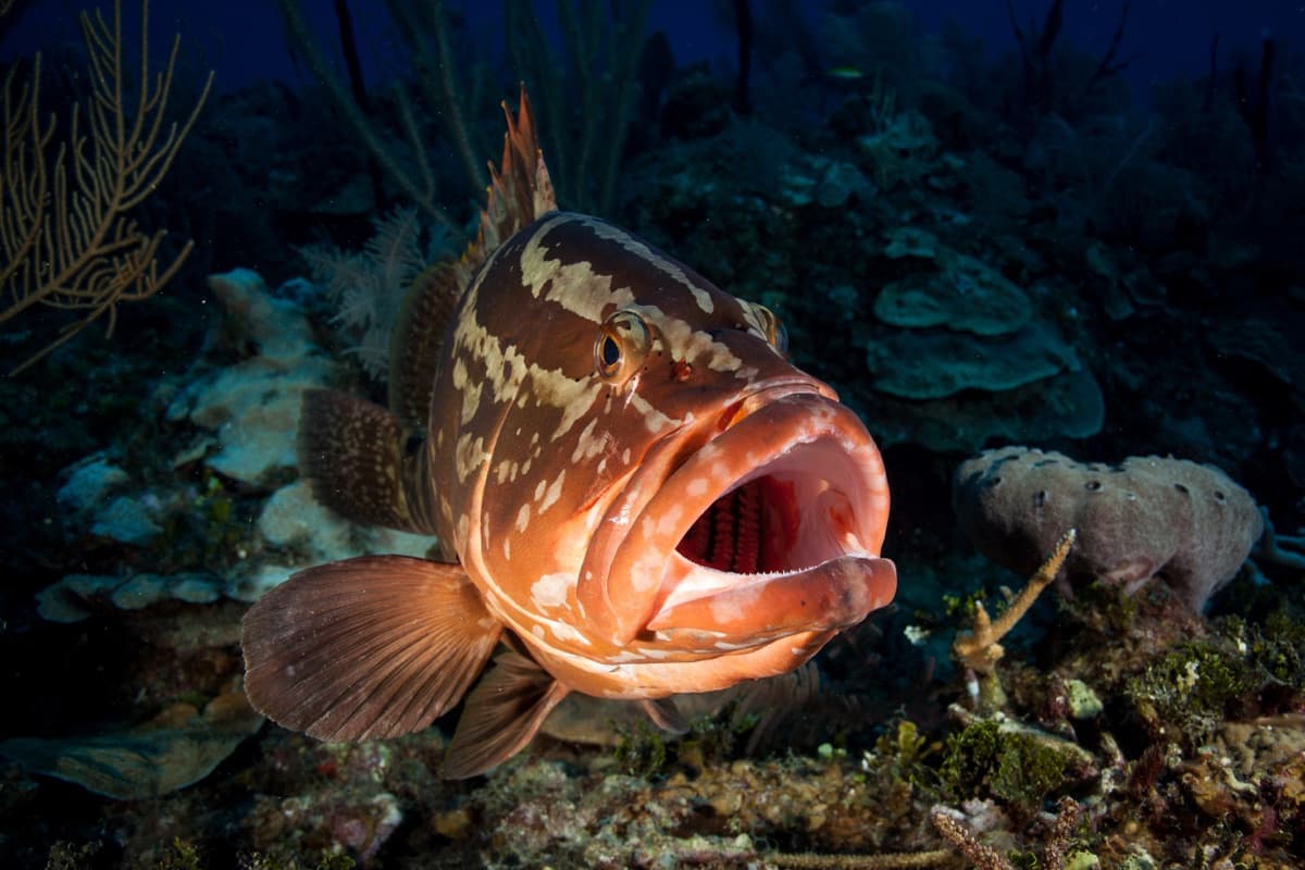 Nassau Grouper (Epinephelus striatus)
