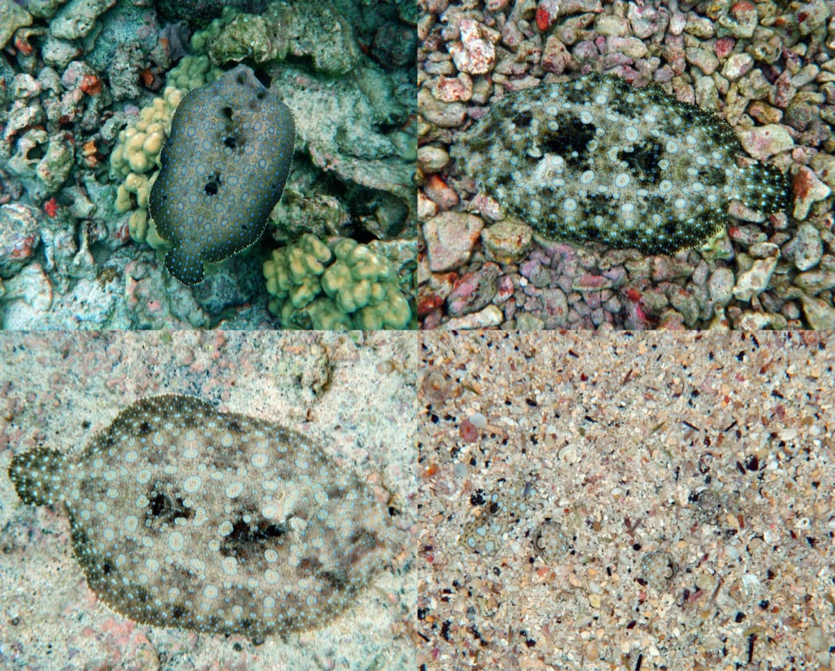 Peacock Flounder (Bothus lunatus)