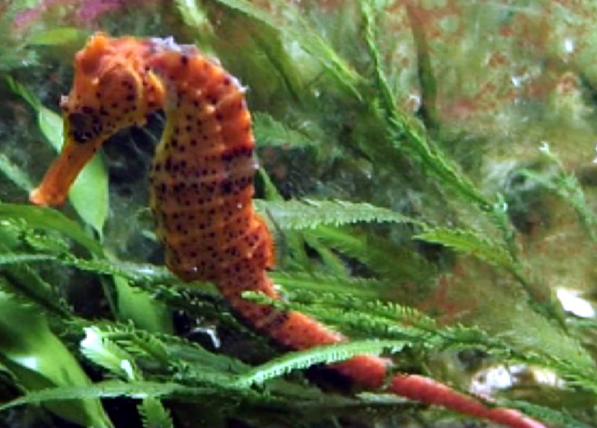 Seahorse (Hippocampus reidi)