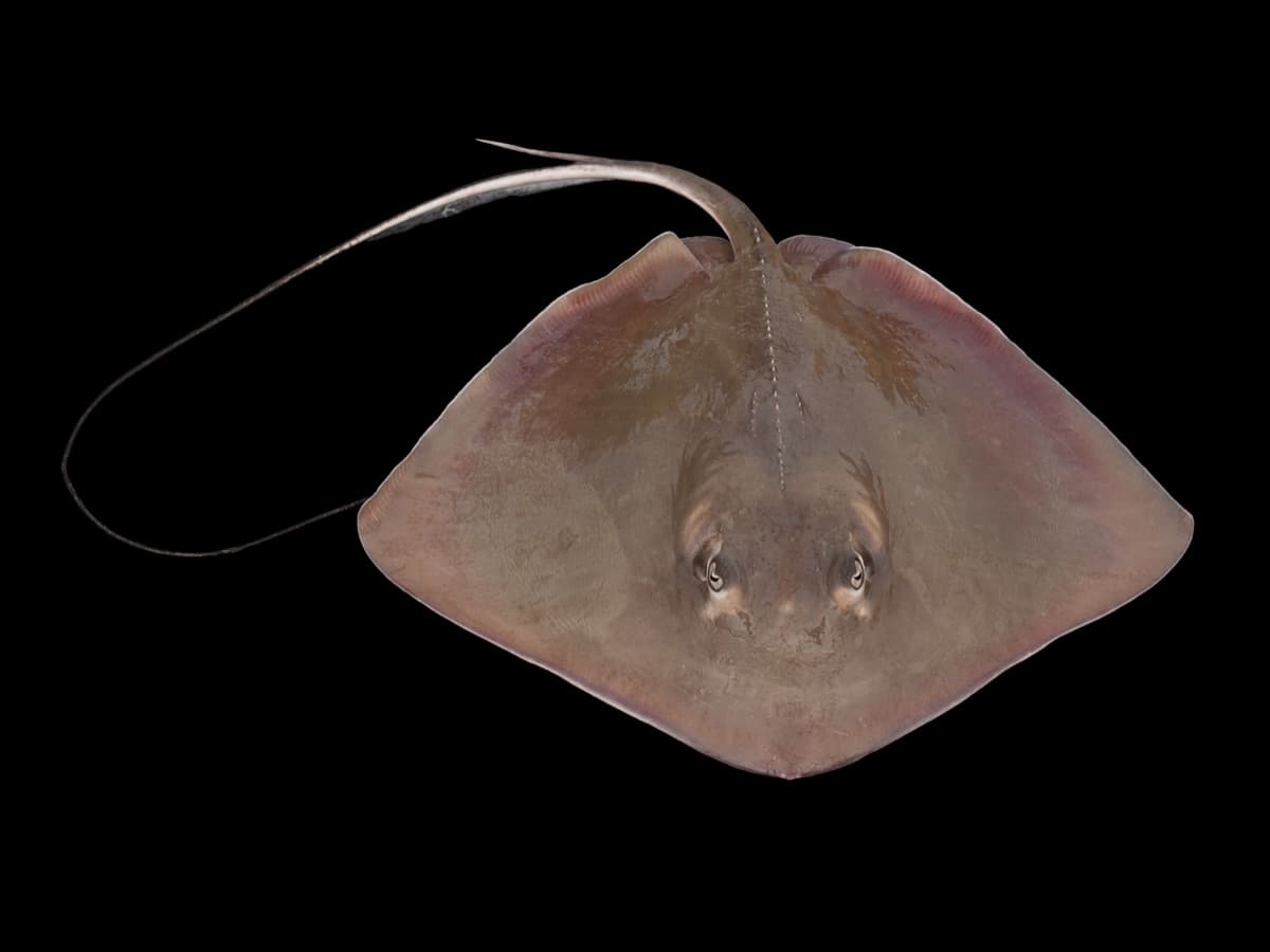 Southern Stingray (Hypanus americanus)