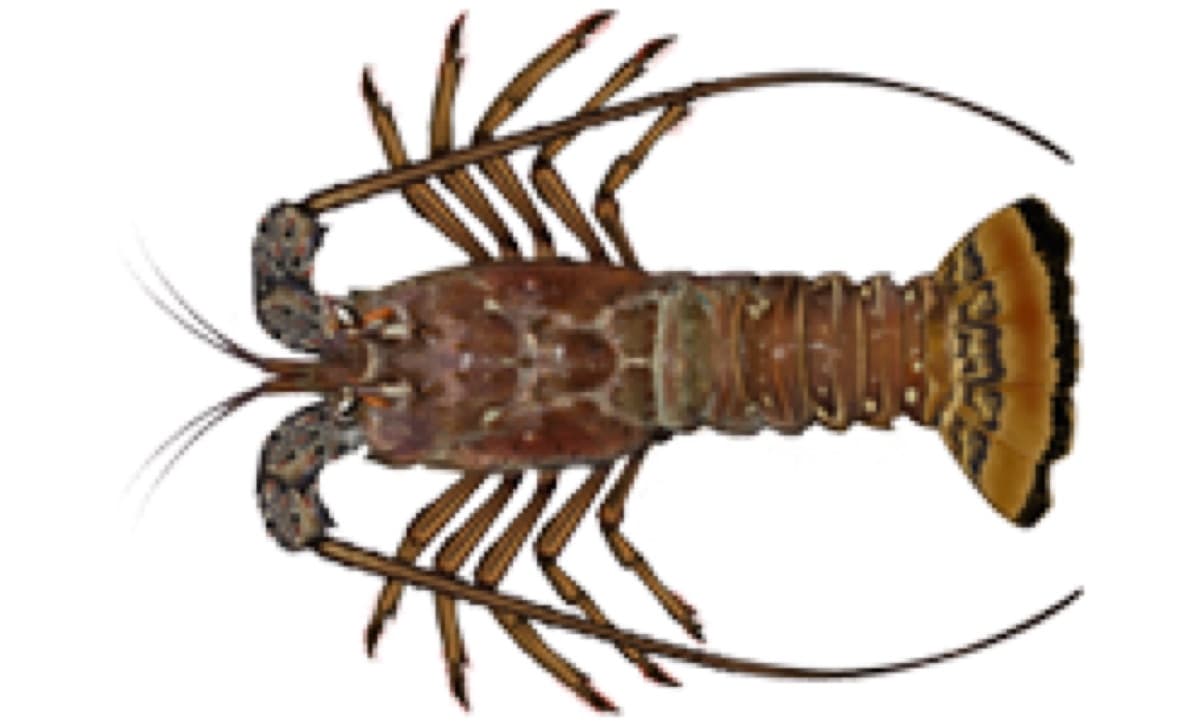 Caribbean Spiny Lobster (Panulirus argus)