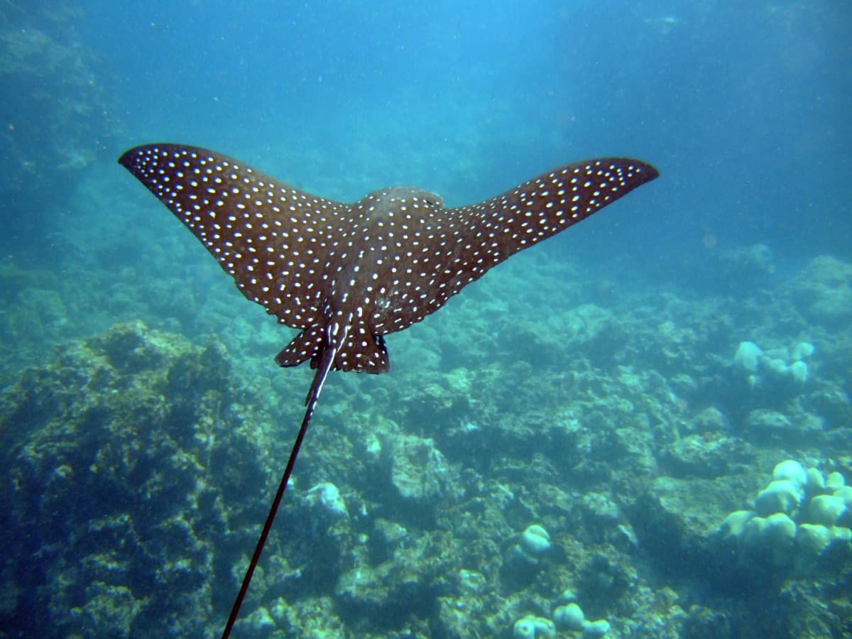 Spotted Eagle Ray (Aetobatus narinari)