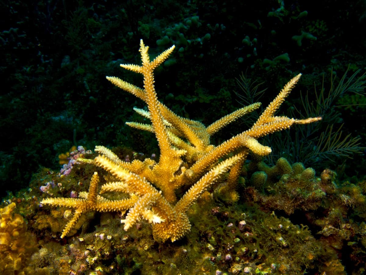 Staghorn Coral (Acropora cervicornis)