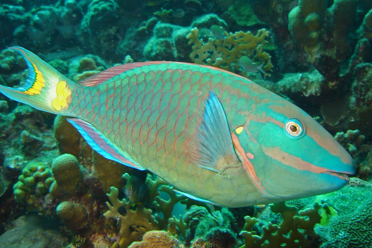 Stoplight Parrotfish (Sparisoma viride)
