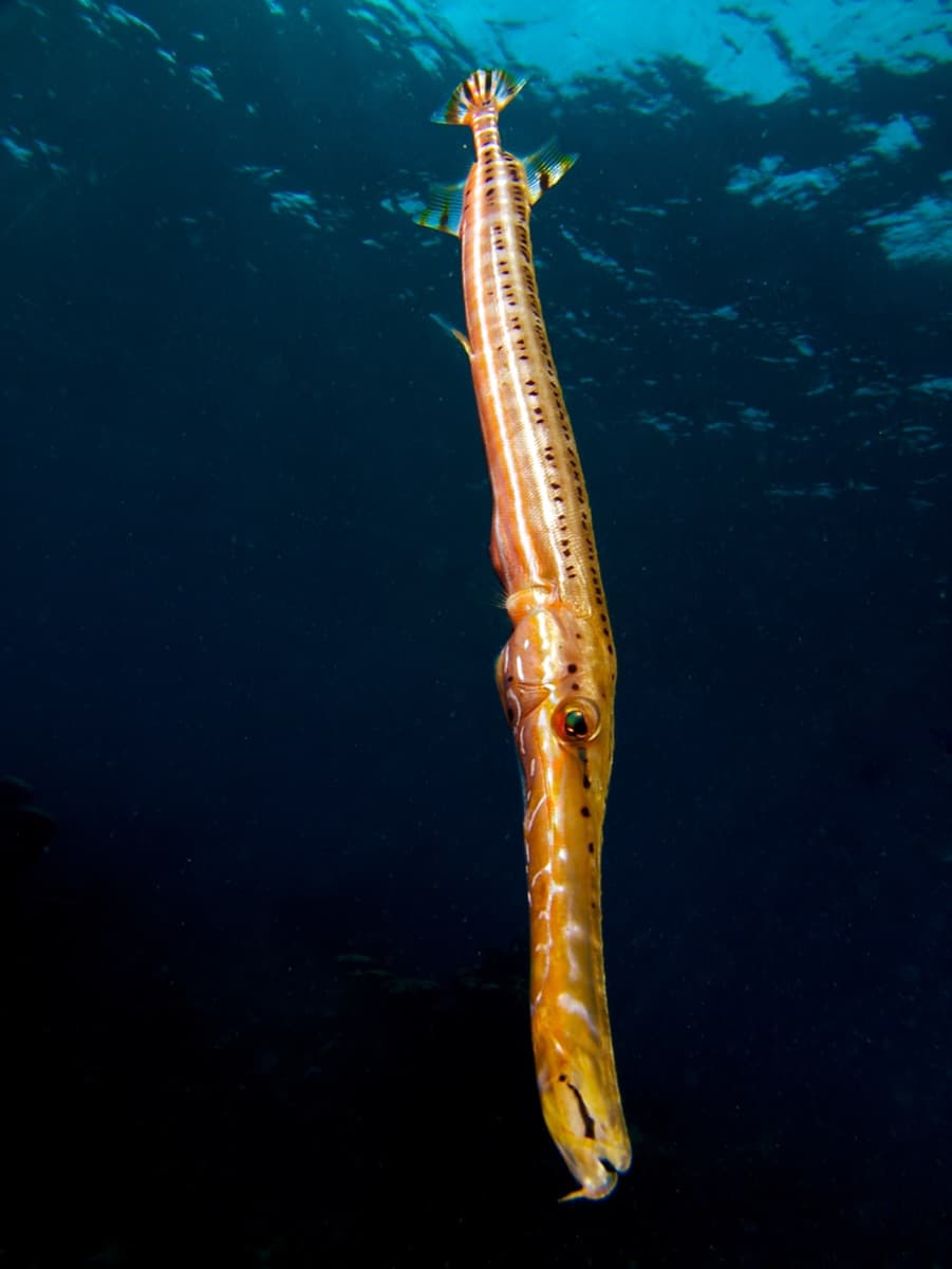 Trumpetfish (Aulostomus maculatus)