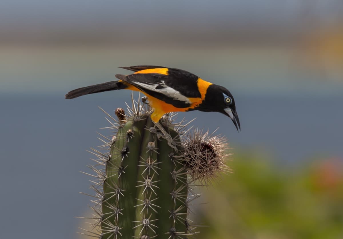 Trupial (Icterus icterus)