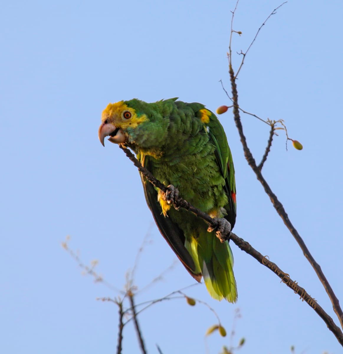 Yellow-Shouldered Parrot (Amazona barbadensis)
